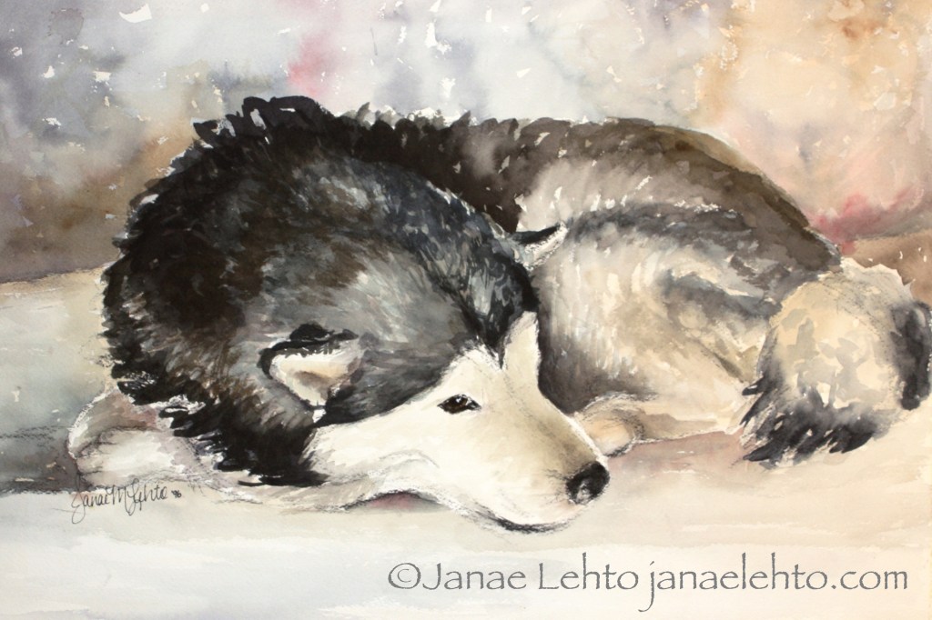 A Rare Site: Malamute at Rest