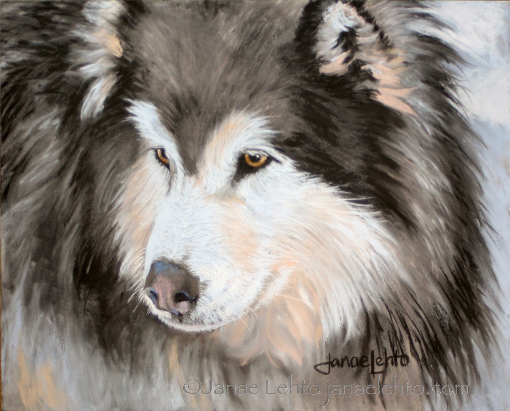 Woolly Malamute