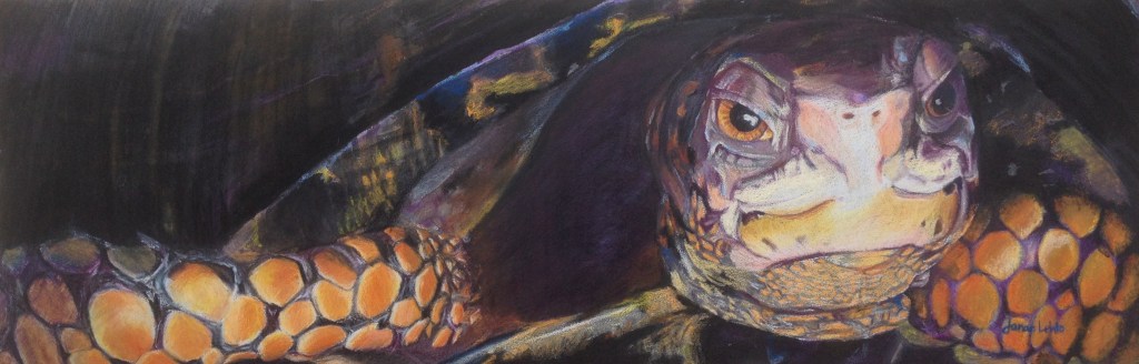 "Boxed In" Box Turtle by Janae Lehto